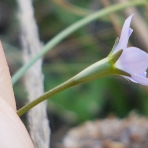 Wahlenbergia multicaulis at Kaleen, ACT - 11 Feb 2021 04:16 PM