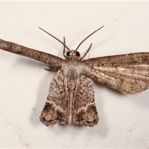 Phazaca interrupta at Melba, ACT - 6 Feb 2021 11:09 PM