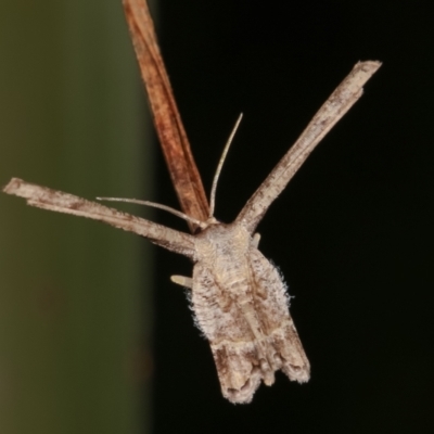 Phazaca interrupta (Plain Roll-moth) at Melba, ACT - 6 Feb 2021 by kasiaaus
