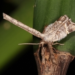 Phazaca interrupta at Melba, ACT - 6 Feb 2021 11:09 PM