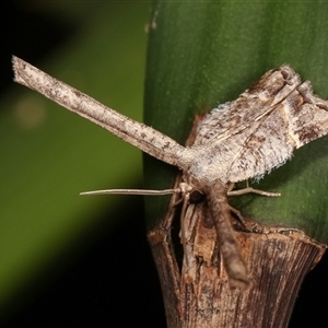 Phazaca interrupta at Melba, ACT - 6 Feb 2021 11:09 PM