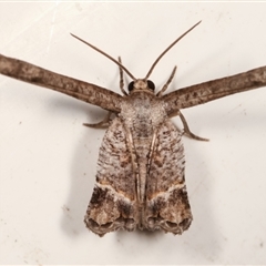 Phazaca interrupta at Melba, ACT - 6 Feb 2021 11:09 PM