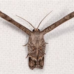 Phazaca interrupta at Melba, ACT - 6 Feb 2021 11:09 PM