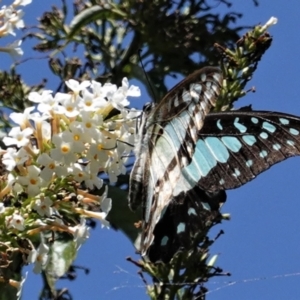 Graphium eurypylus at Hughes, ACT - 11 Feb 2021