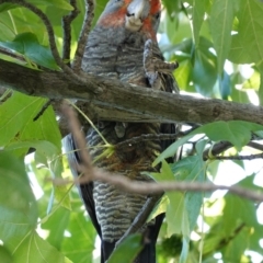 Callocephalon fimbriatum at Hughes, ACT - suppressed