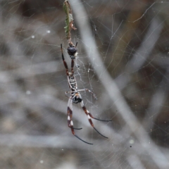 Trichonephila edulis (Golden orb weaver) at Dryandra St Woodland - 9 Feb 2021 by ConBoekel