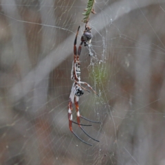 Trichonephila edulis at O'Connor, ACT - 9 Feb 2021