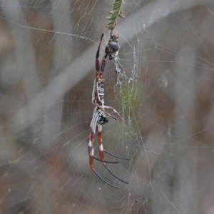 Trichonephila edulis at O'Connor, ACT - 9 Feb 2021