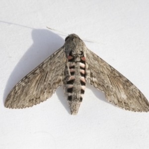 Agrius convolvuli at Higgins, ACT - 11 Feb 2021 05:37 PM