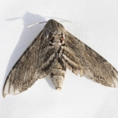 Agrius convolvuli at Higgins, ACT - 11 Feb 2021 05:37 PM