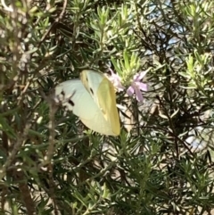 Appias paulina (Yellow albatross) at Murrumbateman, NSW - 11 Feb 2021 by SimoneC