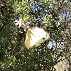 Appias paulina at Murrumbateman, NSW - 11 Feb 2021