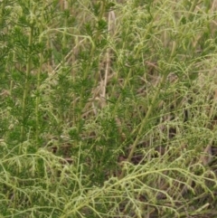 Cassinia sifton (Sifton Bush, Chinese Shrub) at Hall Cemetery - 10 Feb 2021 by pinnaCLE