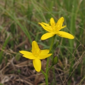 Hypoxis hygrometrica var. villosisepala at Hall, ACT - 10 Feb 2021