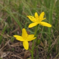 Hypoxis hygrometrica var. villosisepala (Golden Weather-grass) at Hall Cemetery - 10 Feb 2021 by pinnaCLE
