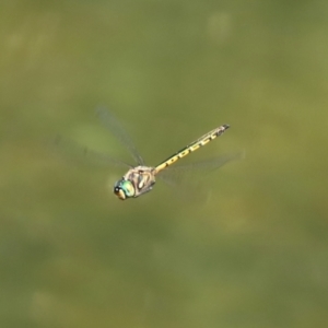 Hemicordulia australiae at Paddys River, ACT - 10 Feb 2021