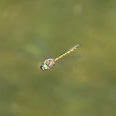 Hemicordulia australiae (Australian Emerald) at Cotter Reserve - 10 Feb 2021 by RodDeb