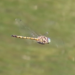 Hemicordulia australiae at Paddys River, ACT - 10 Feb 2021