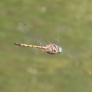 Hemicordulia australiae at Paddys River, ACT - 10 Feb 2021