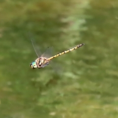 Hemicordulia australiae at Paddys River, ACT - 10 Feb 2021