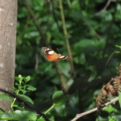 Vanessa itea (Yellow Admiral) at Paddys River, ACT - 10 Feb 2021 by RodDeb