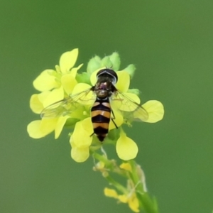 Melangyna viridiceps at Paddys River, ACT - 10 Feb 2021