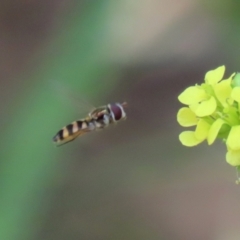 Melangyna viridiceps at Paddys River, ACT - 10 Feb 2021