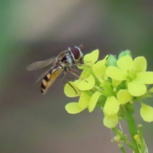 Melangyna viridiceps at Paddys River, ACT - 10 Feb 2021