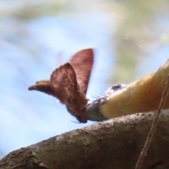 Elhamma australasiae at Paddys River, ACT - 10 Feb 2021 01:18 PM