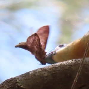 Elhamma australasiae at Paddys River, ACT - 10 Feb 2021