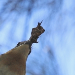 Elhamma australasiae at Paddys River, ACT - 10 Feb 2021