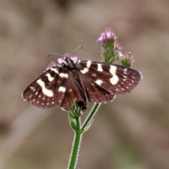 Phalaenoides tristifica (Willow-herb Day-moth) at Paddys River, ACT - 10 Feb 2021 by RodDeb