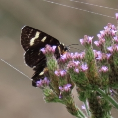 Phalaenoides tristifica at Paddys River, ACT - 10 Feb 2021