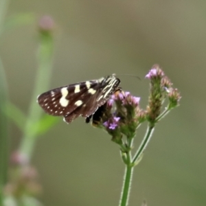 Phalaenoides tristifica at Paddys River, ACT - 10 Feb 2021