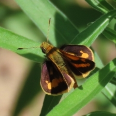 Ocybadistes walkeri (Green Grass-dart) at Paddys River, ACT - 10 Feb 2021 by RodDeb