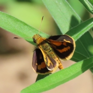 Ocybadistes walkeri at Paddys River, ACT - 10 Feb 2021