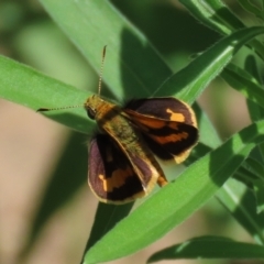 Ocybadistes walkeri at Paddys River, ACT - 10 Feb 2021