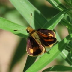 Ocybadistes walkeri at Paddys River, ACT - 10 Feb 2021