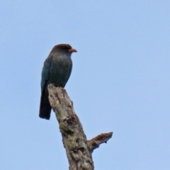 Eurystomus orientalis (Dollarbird) at Cotter Reserve - 10 Feb 2021 by RodDeb