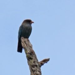 Eurystomus orientalis (Dollarbird) at Paddys River, ACT - 10 Feb 2021 by RodDeb