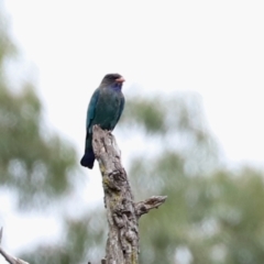 Eurystomus orientalis at Paddys River, ACT - 10 Feb 2021