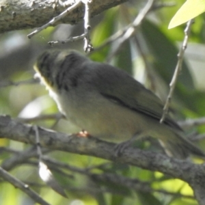 Zosterops lateralis at Aranda, ACT - 11 Feb 2021