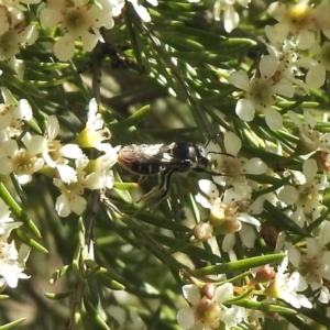 Lipotriches (Austronomia) ferricauda at Aranda, ACT - 11 Feb 2021 02:33 PM