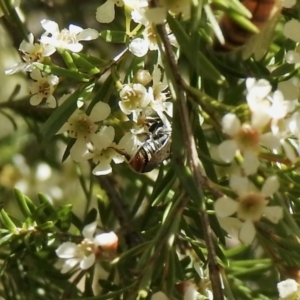 Lipotriches (Austronomia) ferricauda at Aranda, ACT - 11 Feb 2021