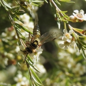 Tiphiidae (family) at Aranda, ACT - 11 Feb 2021