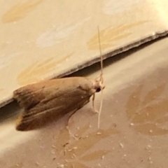 Tachystola acroxantha (A Concealer moth) at Aranda, ACT - 9 Feb 2021 by KMcCue