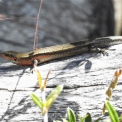 Pseudemoia entrecasteauxii (Woodland Tussock-skink) at Cotter River, ACT - 11 Feb 2021 by JohnBundock