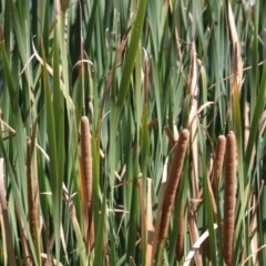 Typha sp. (Cumbungi) at Lavington, NSW - 11 Feb 2021 by PaulF