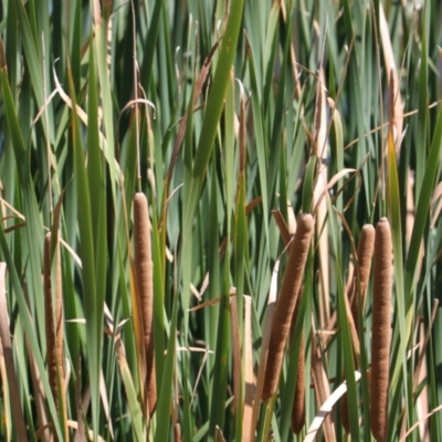 Typha domingensis (Bullrush) at Lavington, NSW - 11 Feb 2021 by PaulF