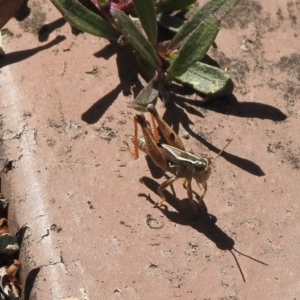 Phaulacridium vittatum at Aranda, ACT - 11 Feb 2021